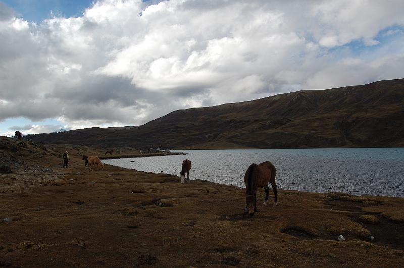DSC_6327.JPG - 7ème campement au bord du lac Singrenacocha (4300m)