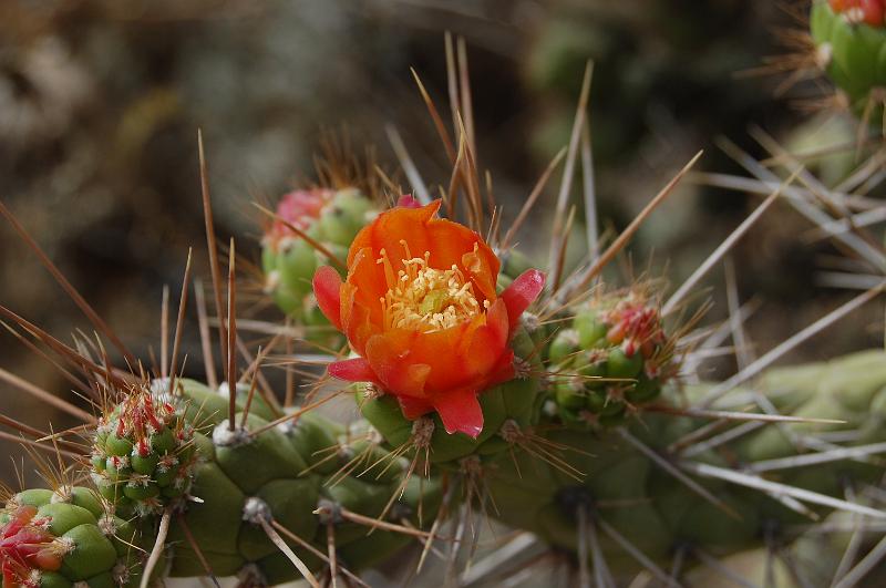 DSC_6724.JPG