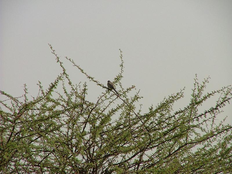 DSCF6495