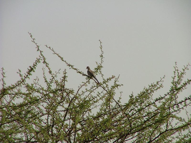 DSCF6496