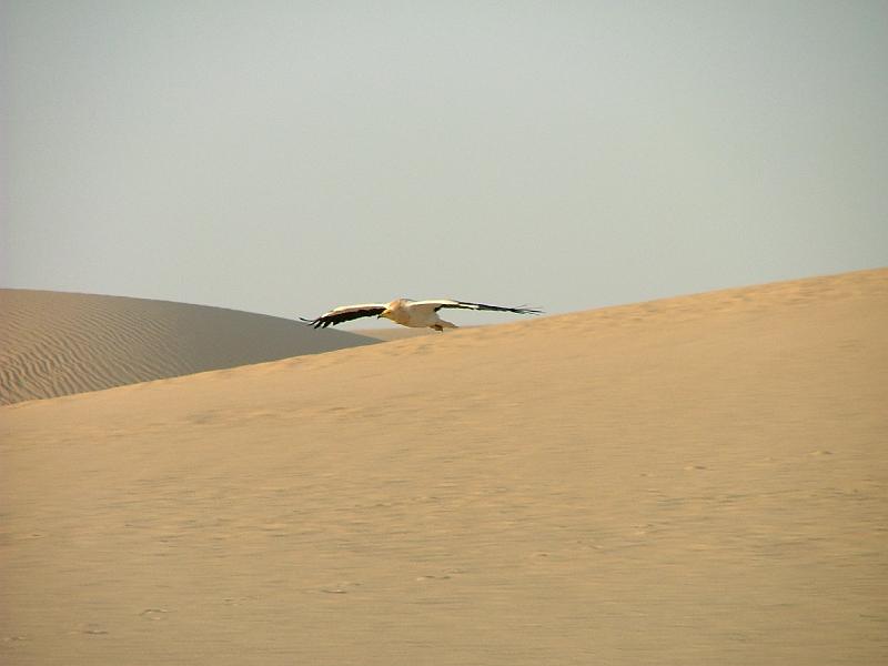 DSCF6713