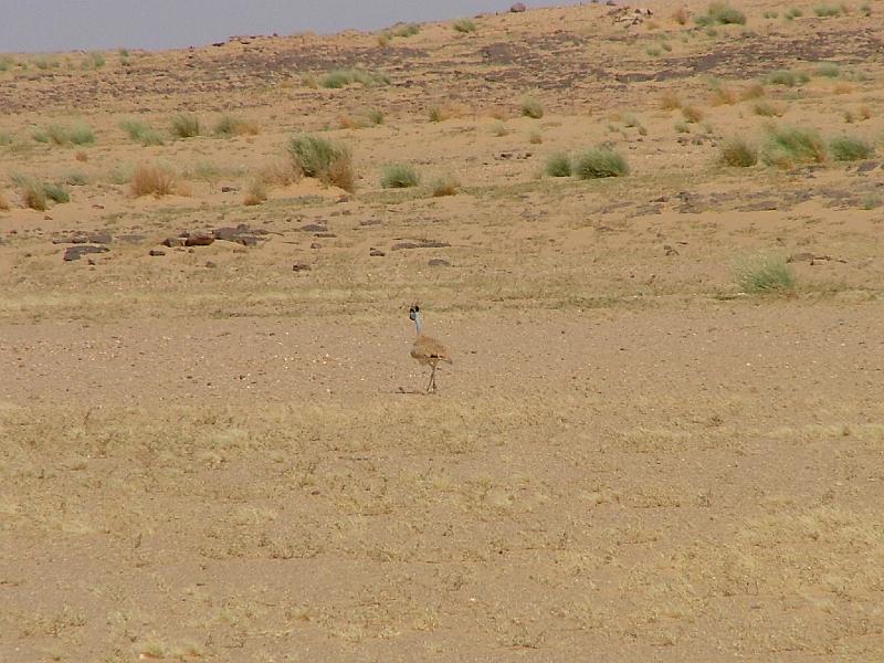 DSCF6804
