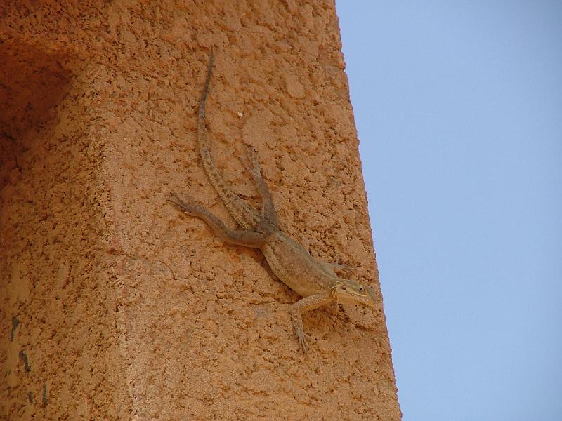 DSCF6867