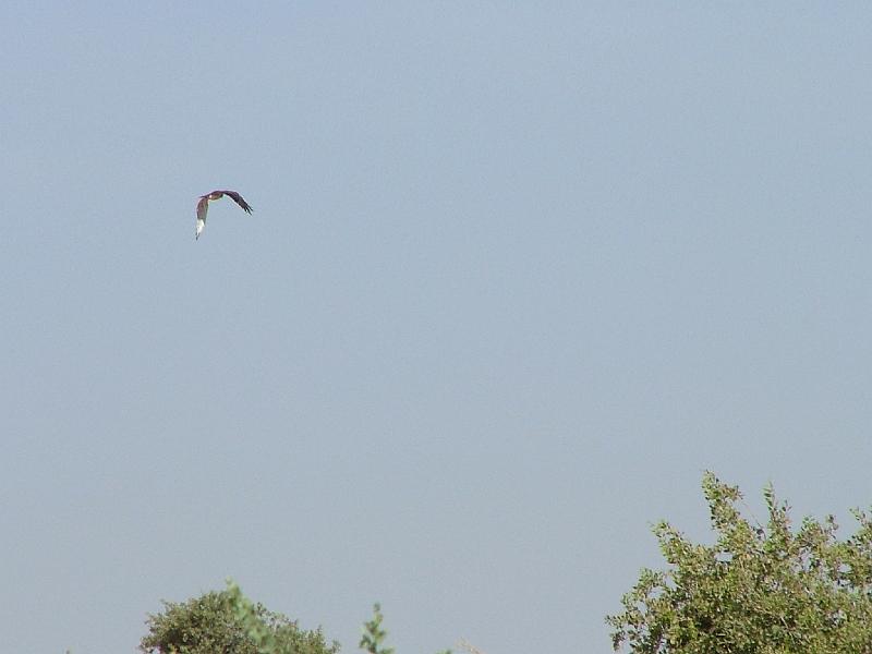 DSCF6946
