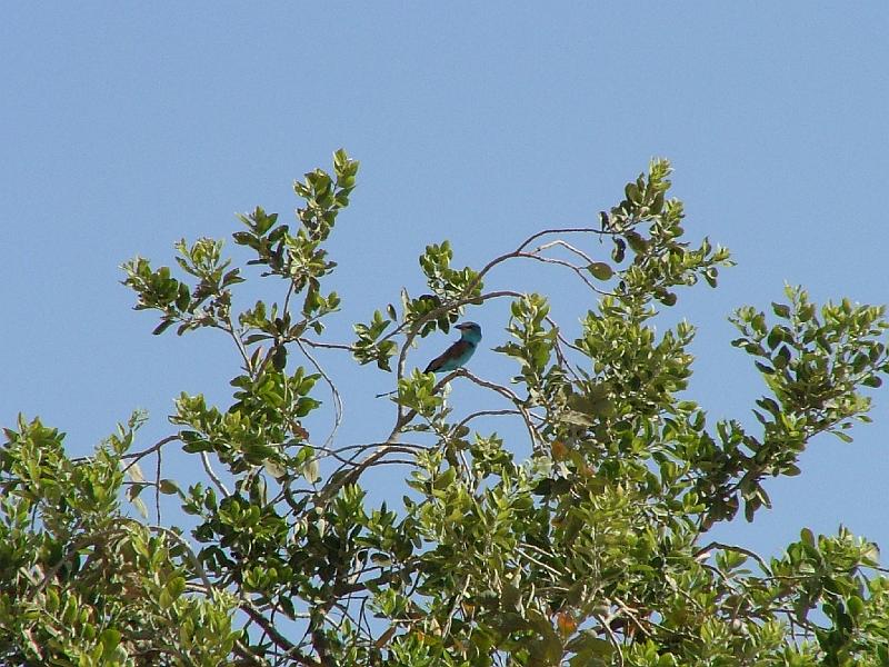 DSCF6947