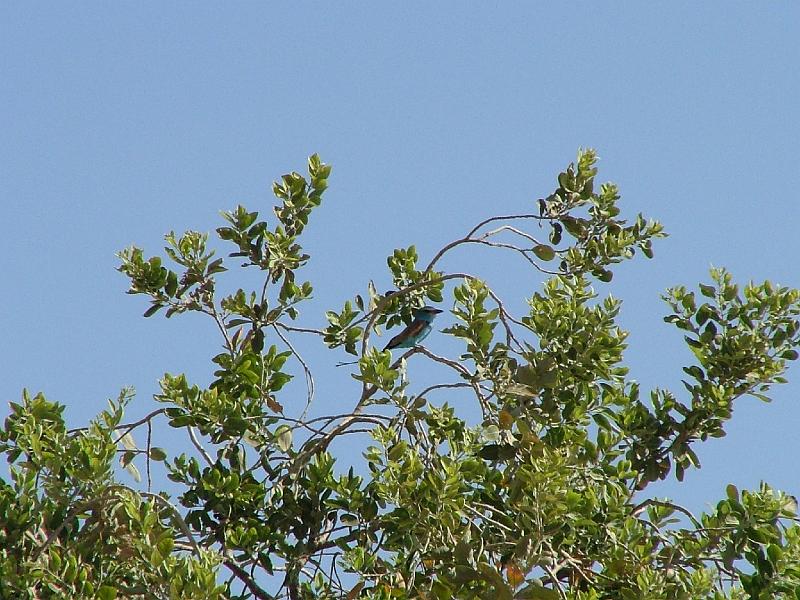 DSCF6948