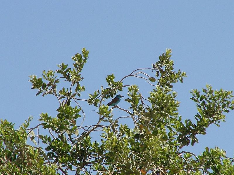 DSCF6949