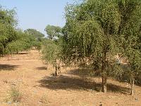 DSCF6414