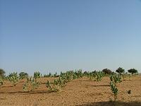 DSCF6475