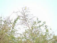 DSCF6484