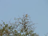 DSCF6487