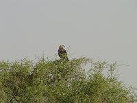 DSCF6491