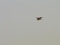 DSCF6492