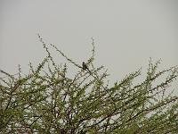 DSCF6495