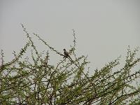 DSCF6496