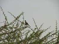 DSCF6497