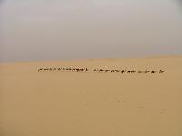 DSCF6595