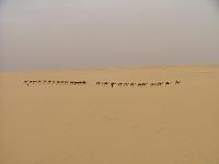 DSCF6596