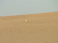 DSCF6712
