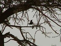 DSCF6824