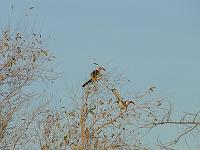 DSCF6924