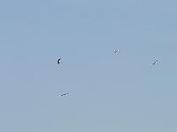 DSCF6928
