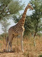 DSCF6941