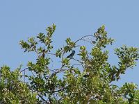DSCF6947