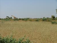 DSCF6954