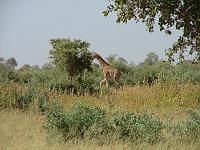 DSCF6955