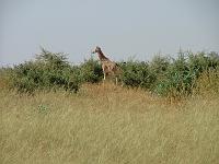 DSCF6956