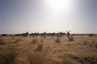 tenere_35