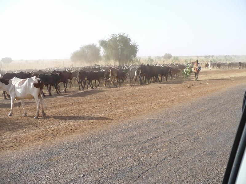 P1000531